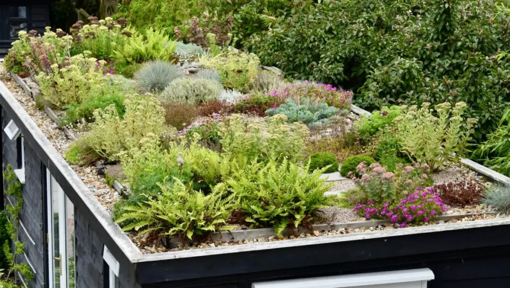 greenroof-plants