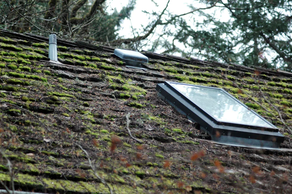 moss-in-roofs